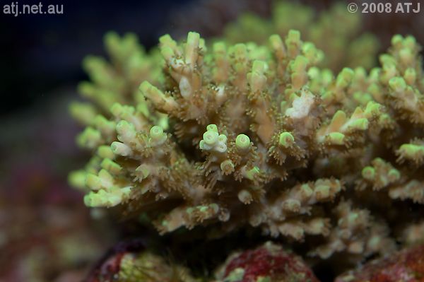 Acropora aculeus in turvs' tank