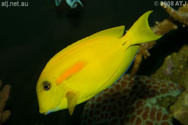 Acanthurus olivaceus in Sean's aquarium Acanthurus olivaceus in Sean's aquarium