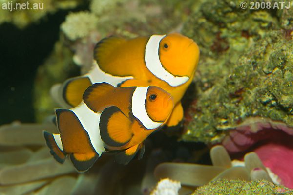 Amphiprion sp in Sean's aquarium Amphiprion sp. in Sean's aquarium