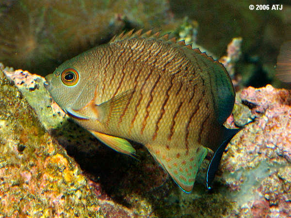 Centropyge eibli