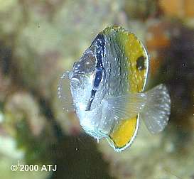 Chaetodon guentheri with Cryptocaryon infection