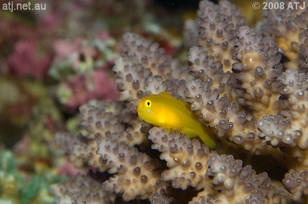 Gobiodon okinawae in turvs' tank