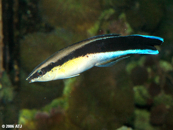 Labroides dimidiatus