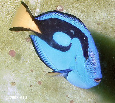 Paracanthurus hepatus