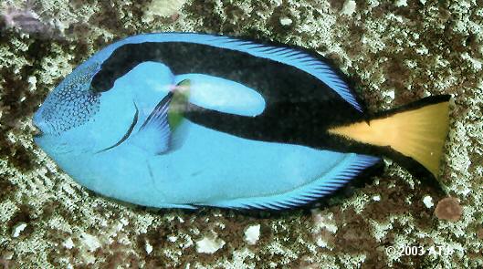 Paracanthurus hepatus