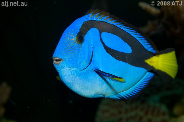 Paracanthurus hepatus in Sean's aquarium Paracanthurus hepatus in Sean's aquarium