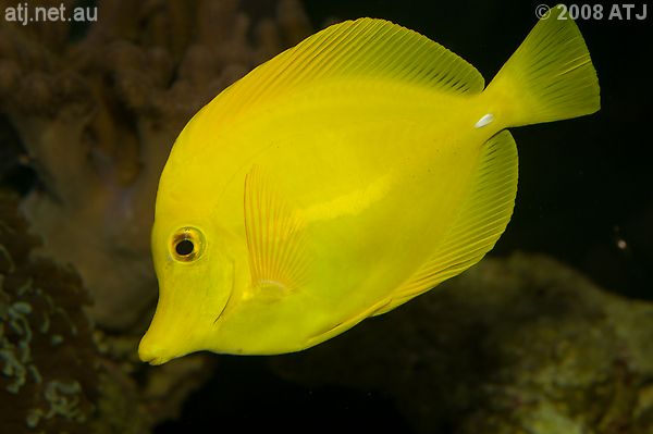 Zebrasoma flavescens in Sean's aquarium Zebrasoma flavescens in Sean's aquarium