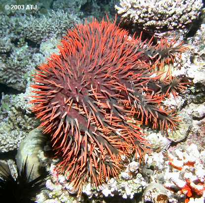 Acanthaster planci