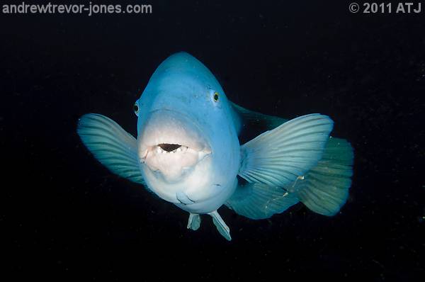 Eastern blue groper, Achoerodus viridis