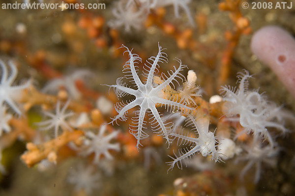 Soft coral polyp, Carijoa sp., at Bare Island