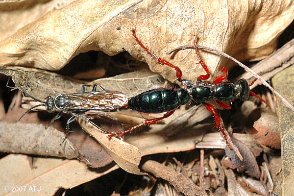 Blue 'ant' wasps, Diamma bicolor