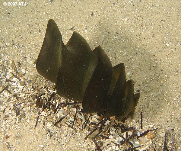 Port Jackson shark, Heterodontus portusjacksoni