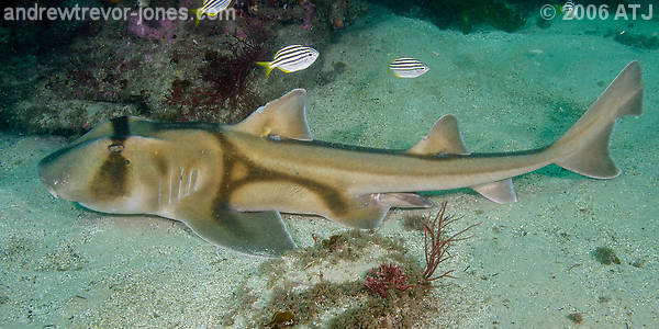 Port Jackson and Horn Sharks