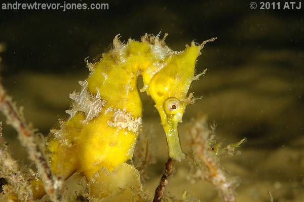 White's seahorse, Hippocampus whitei