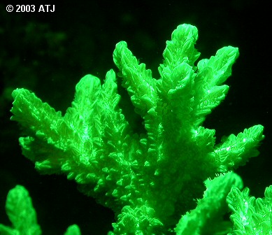 Hydnophora showing fluoresence