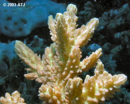 Hydnophora under normal lighting