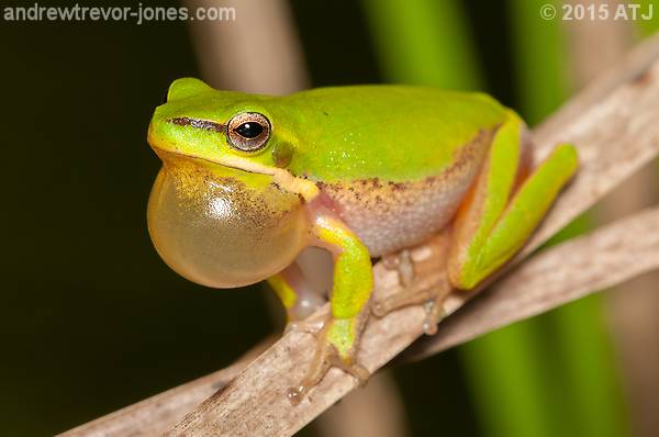 More Calling Frogs