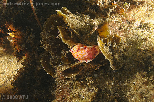 Nudibranch at Camp Cove