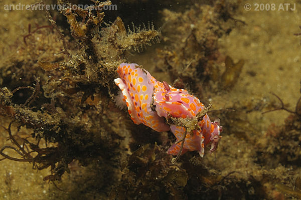 Nudibranchs at Camp Cove