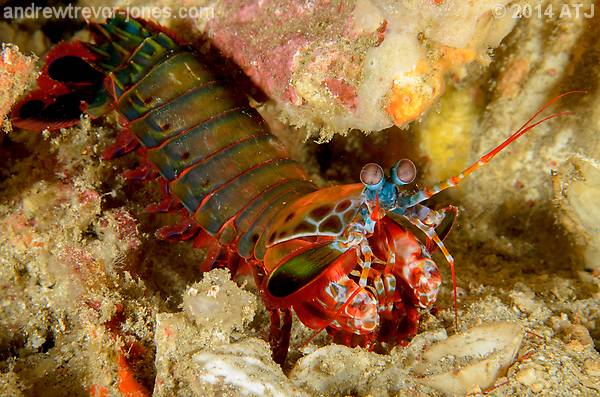 Peacock mantis shrimp, Odontodactylus scyllarus