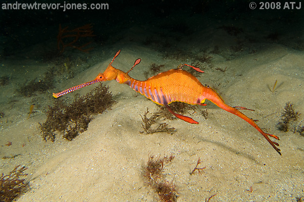 Weedy seadragon, Phyllopteryx taeniolatus