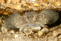Frogfishes