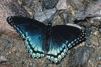 Butterflies and Moths