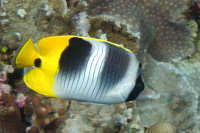 Fishes