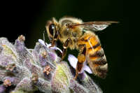 Insects