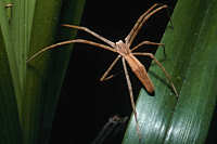 Net-casting spiders