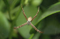 Orb Weavers