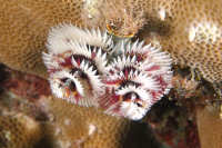 Polychaetes
