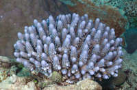 Stony Corals