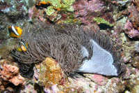 Sea Anemones