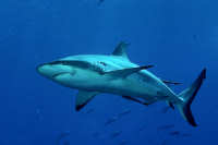 Sharks