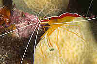 Shrimp
