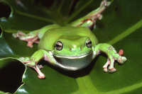Tree Frogs