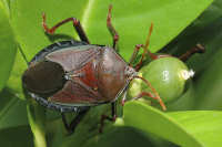 True Bugs