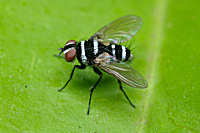 True Flies