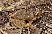 True Frogs I