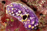 Tunicates