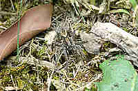 Wolf Spiders